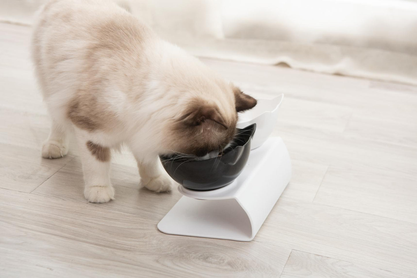 Cervical Transparent Cat Double Bowl