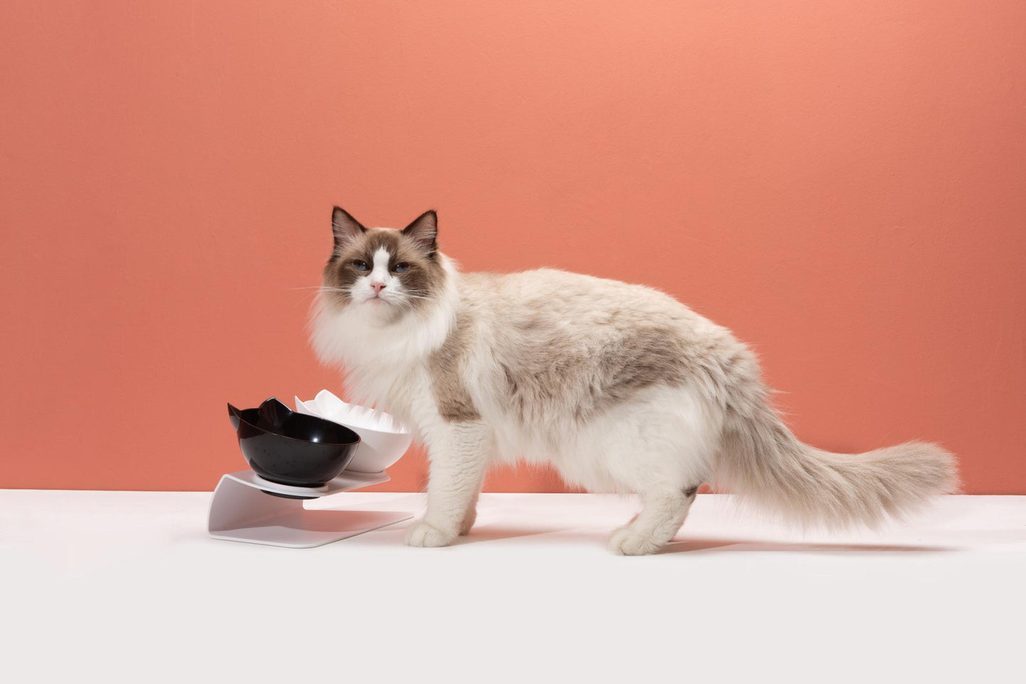 Cervical Transparent Cat Double Bowl
