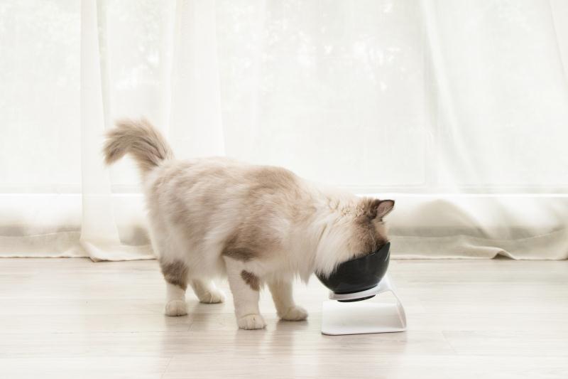Cervical Transparent Cat Double Bowl