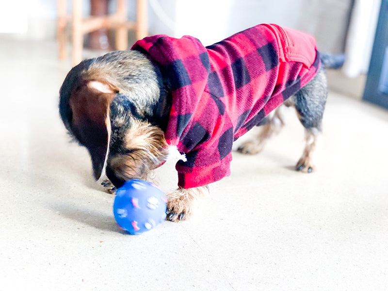 Dog Soft Wool Hoodies Outfit