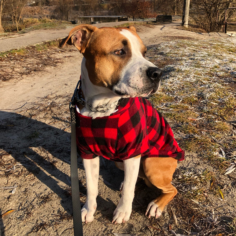 Dog Soft Wool Hoodies Outfit